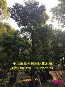 秋枫