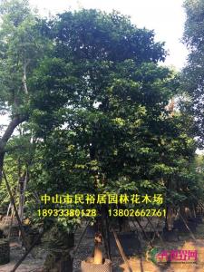 秋枫