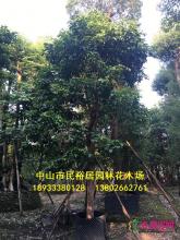 秋枫